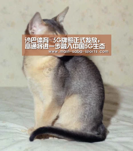 沙巴体育-5G牌照正式发放,高通将进一步融入中国5G生态(图4) 沙巴体育官网